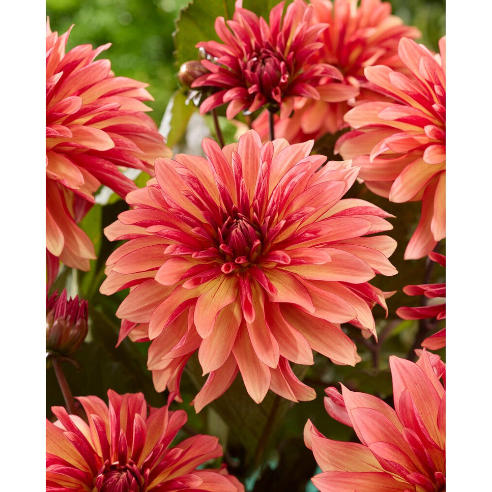Dahlia Decora Dekorativ 1-pack NYHET